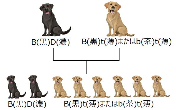 メンデルの法則に従うラブラドール犬の色の遺伝