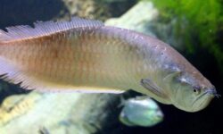 インドネシアでアロワナを飼う意味は人それぞれ