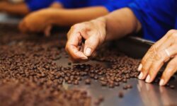 南北回帰線の間に連なるインドネシアのコーヒーベルト地帯
