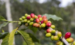 キーコーヒーのトアルコで有名なインドネシアのトラジャのコーヒー