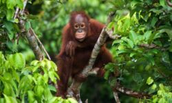 インドネシアの首都ジャカルタをカリマンタン島の新都市ヌサンタラへ移転