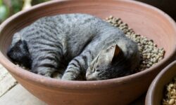 インドネシアに猫が多いのはイスラム教と関係あるのか？