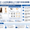ラブラドール犬の遺伝とバリ島での生活体験を構造化した図解