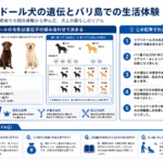 ラブラドール犬の遺伝とバリ島での生活体験を構造化した図解