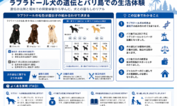 ラブラドール犬の遺伝とバリ島での生活体験