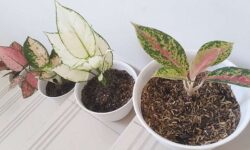 ジャカルタのアパート住まいにお勧めの観葉植物アグラオネマの栽培