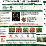 ジャカルタのアパートでアグラオネマを育てる魅力と育成環境を構造化した図解