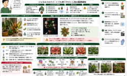 ジャカルタのアパートで観葉植物アグラオネマを育てる魅力