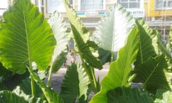 大きな葉に熱帯特有の生命力が感じられるインドネシアのアロカシア
