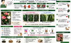 アンスリウムの魅力と育て方：象の耳と舌の植物