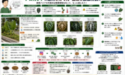 アロカシアの種類と育て方：東南アジアの植物知識