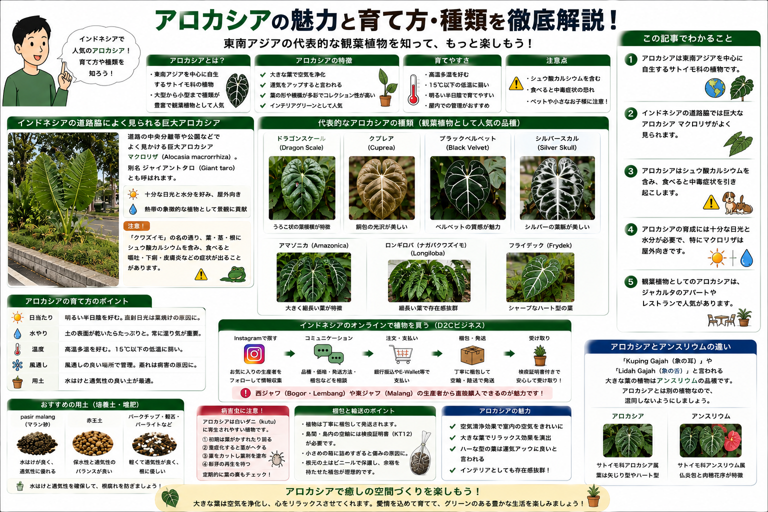 アロカシアの種類と育て方、東南アジアでの特徴を構造化した図解