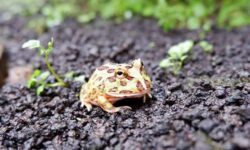 インドネシアで植物栽培から学ぶ宮本武蔵の人生の教訓