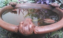 インドネシアで魚の飼育に適した水質とは？