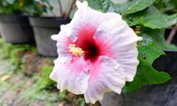 インドネシアで「靴の花」と呼ばれるハイビスカス