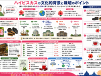 ハイビスカスの文化的背景と栽培のポイント