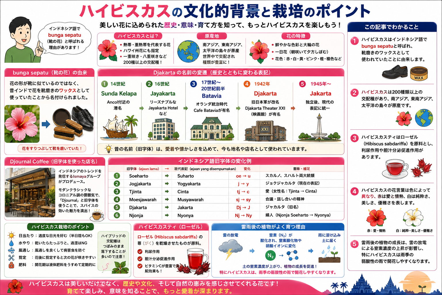 ハイビスカスの文化的背景と栽培ポイントを示す構造化した図解