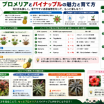 ブロメリアとパイナップルの育成方法と文化的背景を構造化した図解