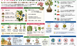 アデニウムとフランジパニの違いと育て方