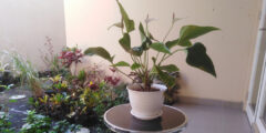 The Possibility of Online Houseplant Sales Business【Potential demand is high due to the urbanization of Indonesian life】
