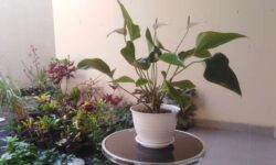 インドネシアでのオンラインでの観葉植物販売ビジネスの可能性