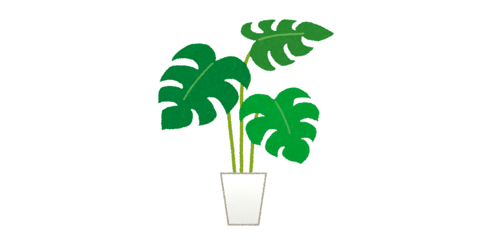 葉の切れ目や穴から幸運の光を通すと言われるモンステラ コロナ禍で観葉植物の価格が高騰 インドネシアのitサービス会社 バテラハイシステム