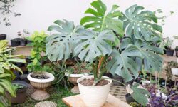 葉の切れ目や穴から幸運の光を通すと言われるモンステラ