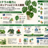 monstera