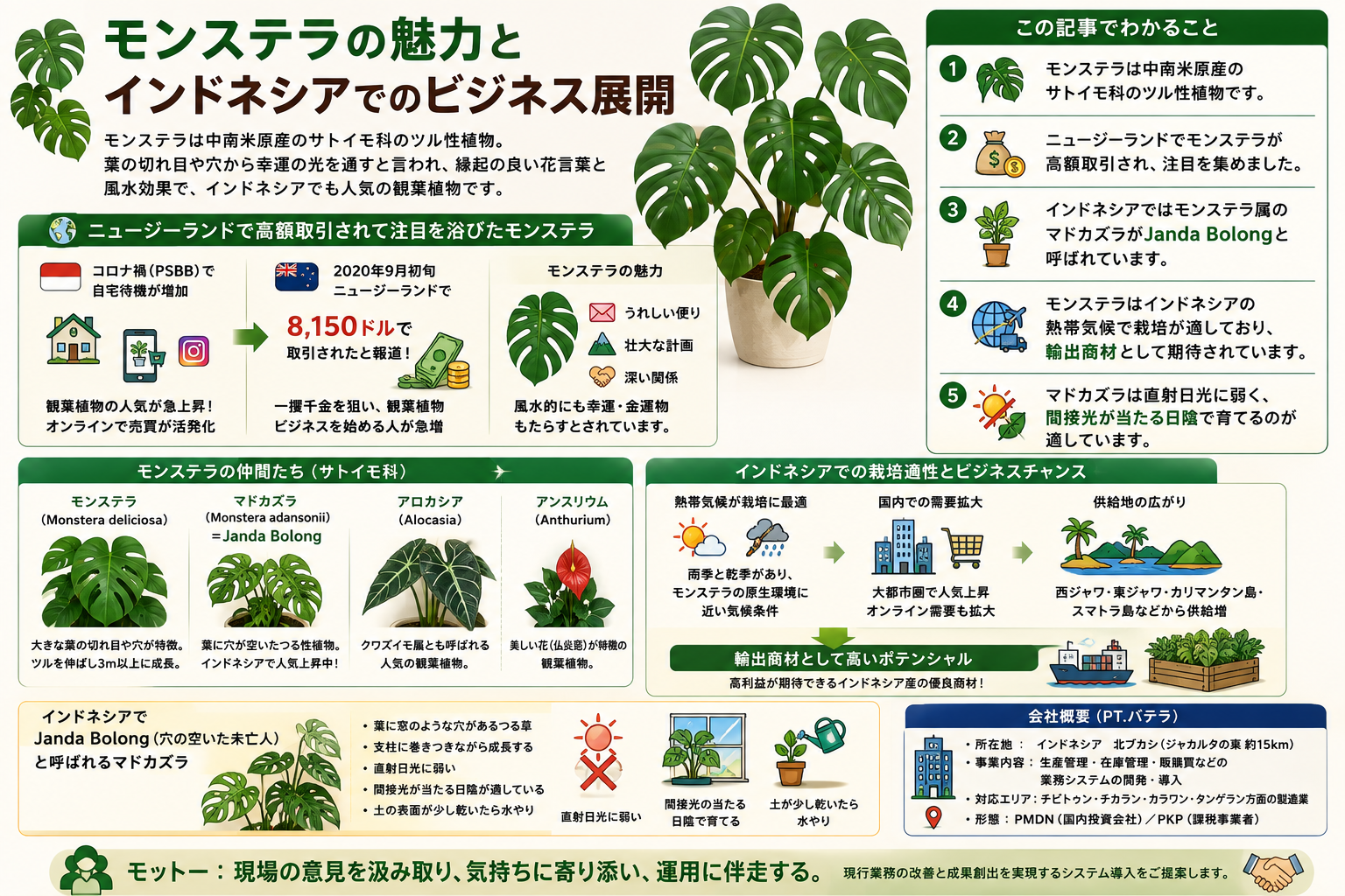 monstera