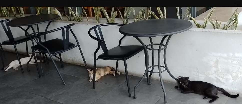 kucing