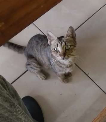 cat