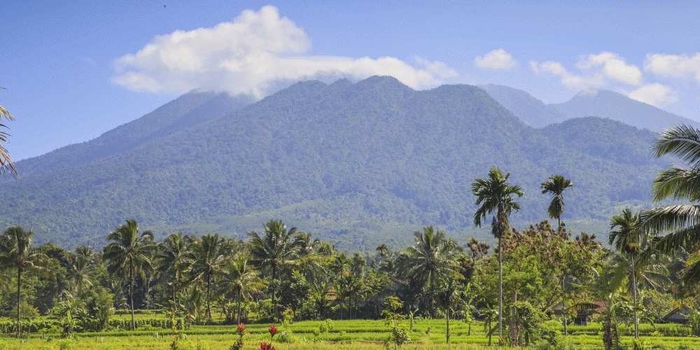 インドネシアのジャワ島で珍しいアラビカ種が栽培されるガルングン（GALUNGGUNG）のコーヒー